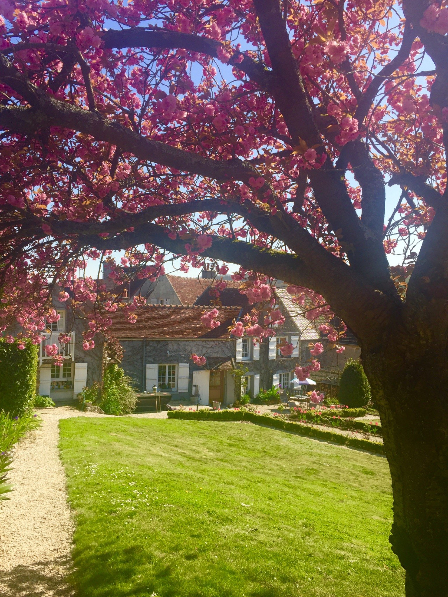 Spring blossom in the garden